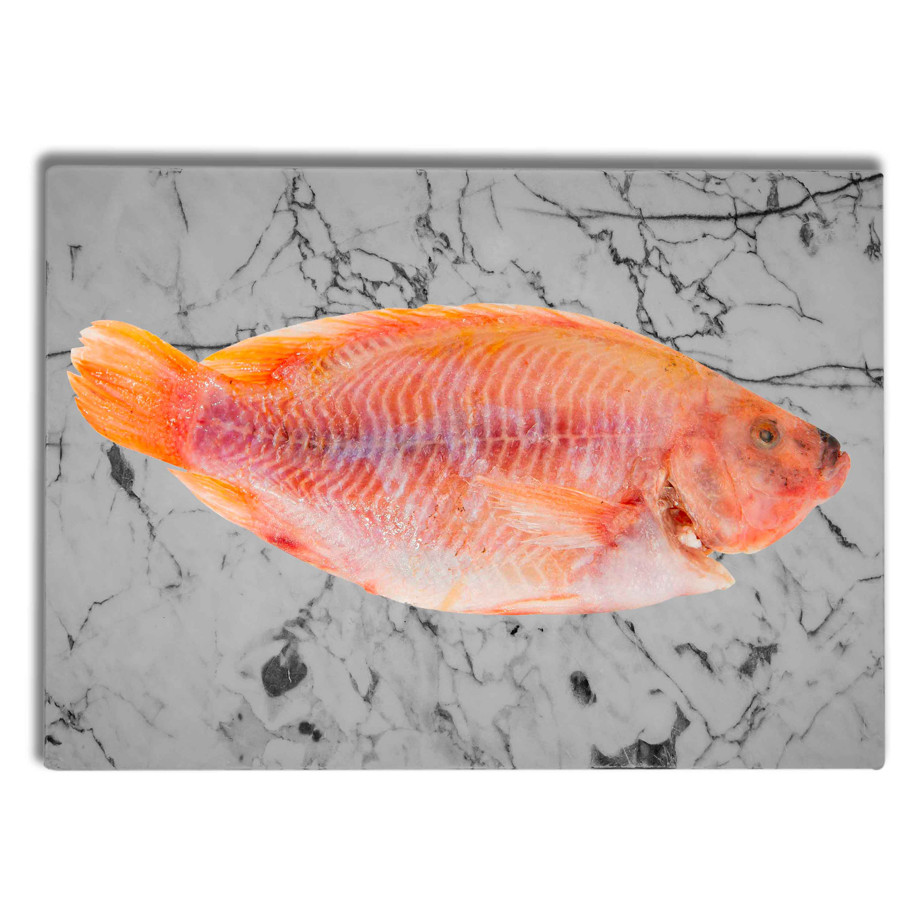 Pescado-Queen-Lb-1-14204