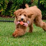 Juguete-Ol-Roy-Con-Cuerda-Color-P-Perro-4-25390