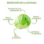 Lechuga-Hortifruti-Arrepollada-Percio-Por-Lb-3-116