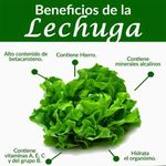 Lechuga-Escarola-Hurtifruti-Organica-8-Onzas-3-19487