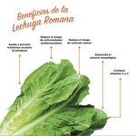 Lechuga-Romana-Deshojada-Unidad-3-12509