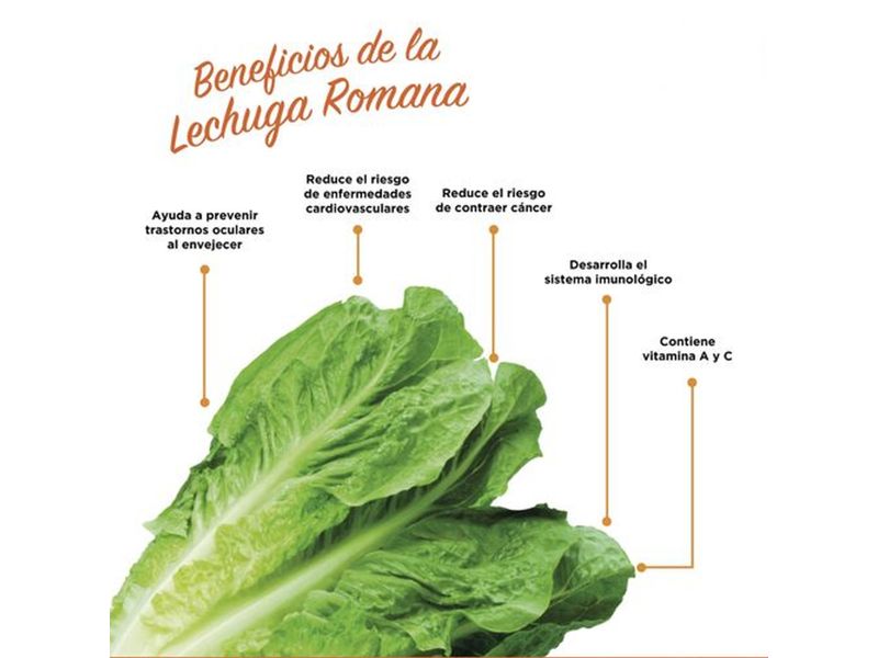 Lechuga-Romana-Deshojada-Unidad-3-12509