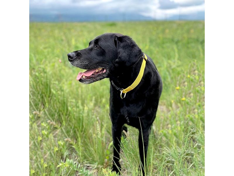 Collar-Para-Perro-Suli-5-37459