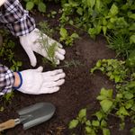 Cuchara-Para-Jardin-8-6504