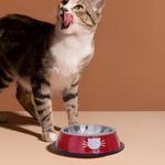 Special-Kitty-Comedero-Metal-Para-Gato-4-25382