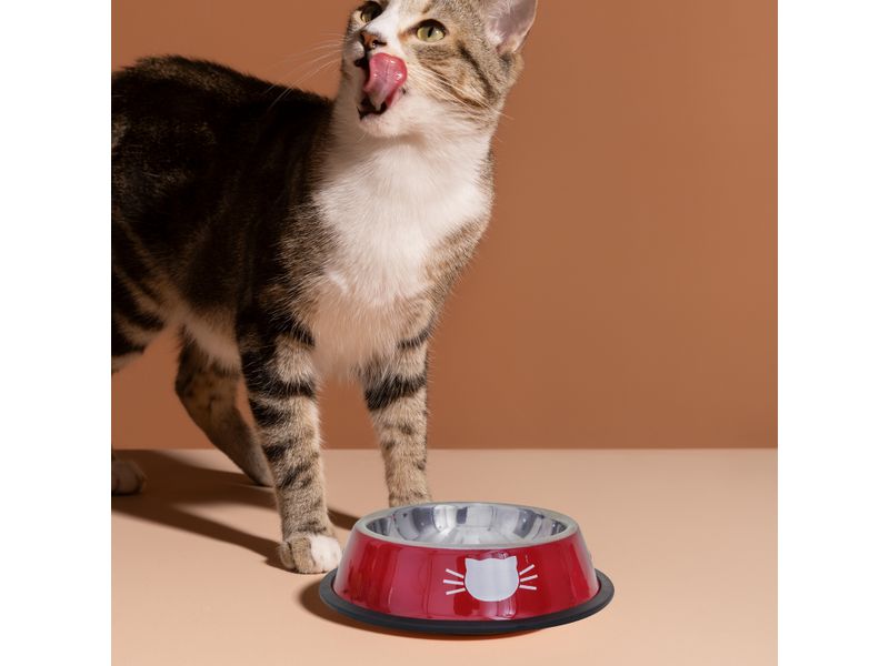 Special-Kitty-Comedero-Metal-Para-Gato-4-25382
