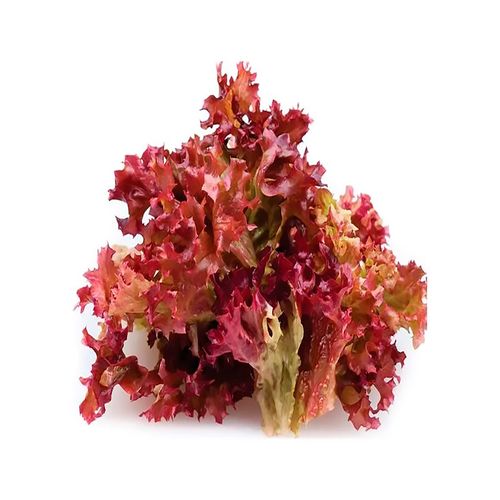Escarola Morada Hidroponica