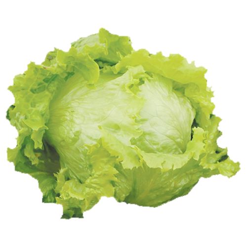 Lechuga Hidroponica Unidad