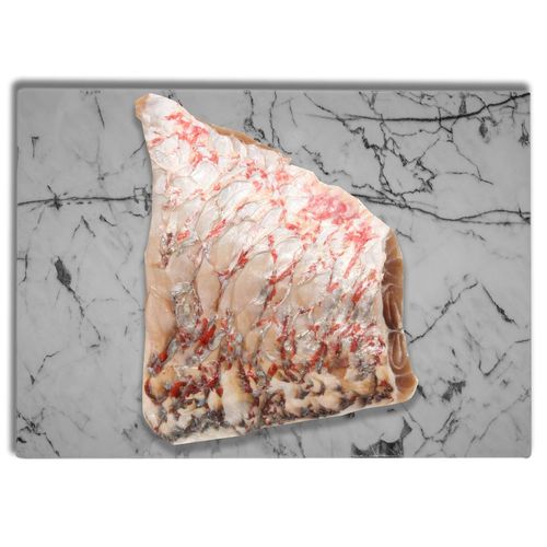 Filete De Boca Colorada - Precio Indicado Por Libra (454 g)