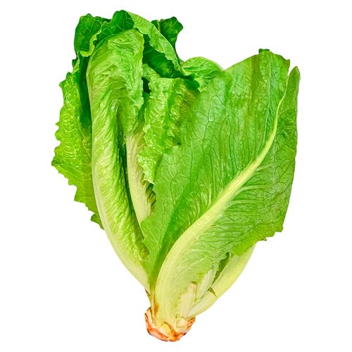 Lechuga Romana Grande - Unidad