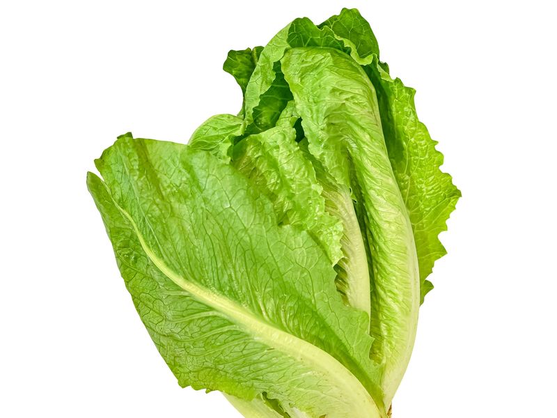 42400_02.jpg