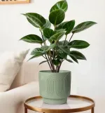 GTIN-6952397406443-06