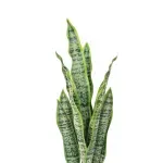 GTIN-6974221247527-03