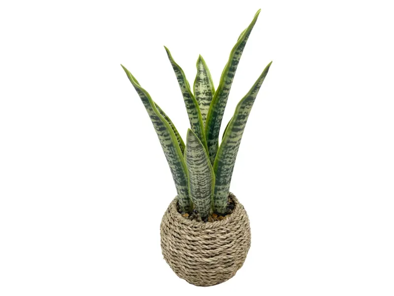 GTIN-6974221244397-01