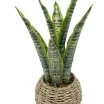 GTIN-6974221244397-02