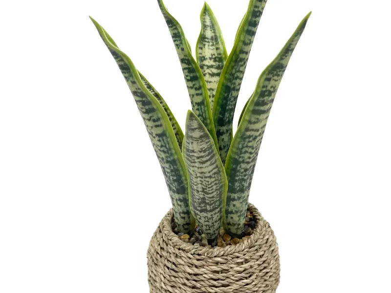 GTIN-6974221244397-02