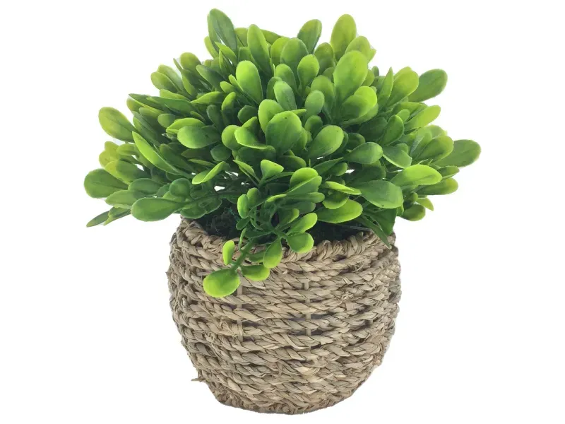 GTIN-6974221244373-01