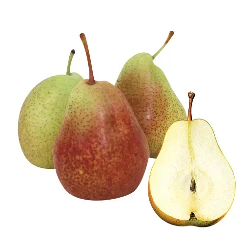 Sonaja Fisher Price Baby Sensimals